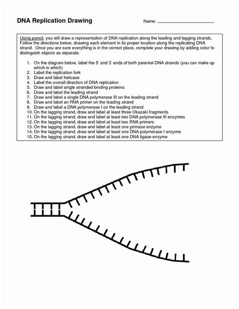 If the template side of a dna molecule is the sequence shown below, what will the coding side base sequence be? Dna Replication Worksheet Key Dna Replication Worksheet Key Lovely Lambiase Tina Honors in 2020 ...