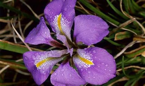 Alan Titchmarsh On Growing Algerian Iris In Your Garden Garden Life