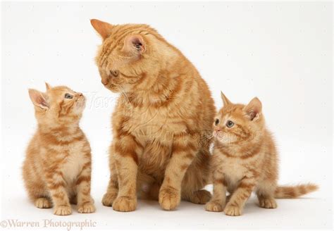 Red Tabby British Shorthair Mother Cat And Kittens Photo Cats Orange