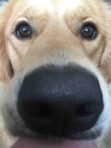 Dog Close Up Animal Noses Cute Dog Pictures Animal Close Up