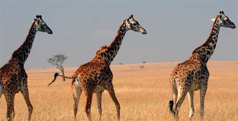 Masai Mara National Game Reserve East Africa Safaris Tours