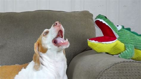 Dog Has Hilarious Reaction To Alligator Puppet Funny Dog Maymo Youtube