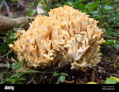 Golden Coral Ramaria Aurea Mushroom Found On The Mountains Of Granite