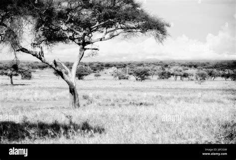 Serengeti Migration Black And White Stock Photos And Images Alamy