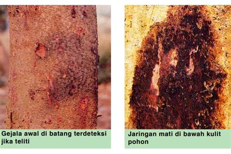 Cara Mengatasi Penyakit Busuk Pangkal Batang Pada Pohon Durian Trubus