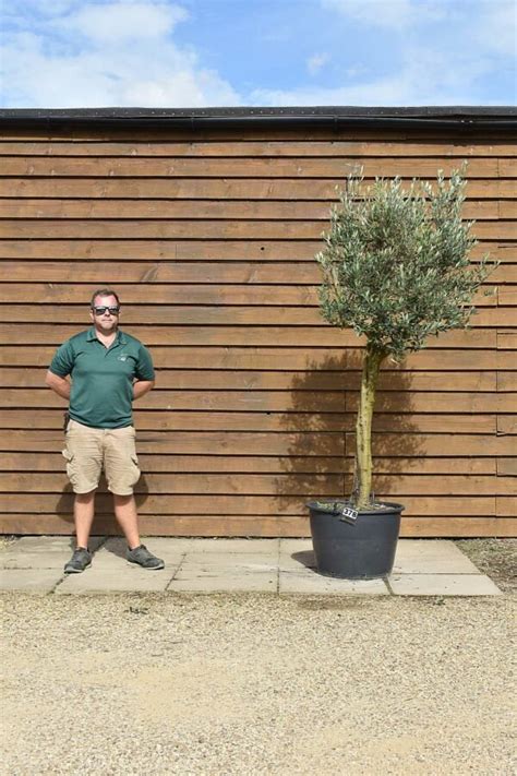 Tall Stem Lollipop Olive Tree No 378 Olive Grove Oundle