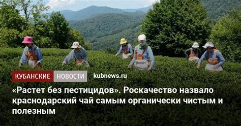 «Растет без пестицидов». Роскачество назвало краснодарский чай самым ...