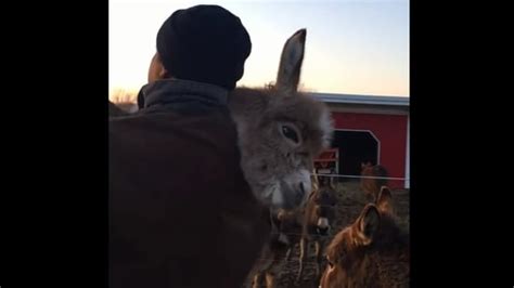 Man Hugs Donkey While Singing For The Animal Watch Wholesome Video