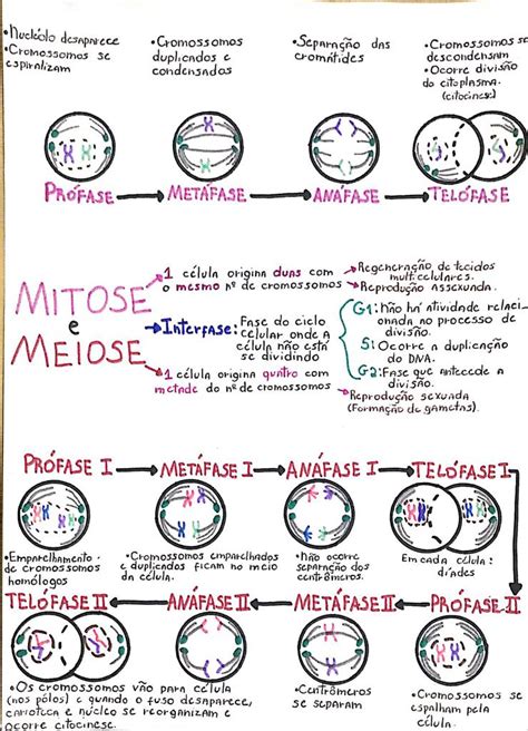Mapa Mental Mitose E Meiose Biologia Celular