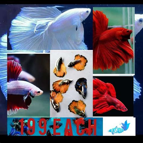 Red Full Moon Betta Fish Packaging Type Thermocol Size 5 Cm At Rs