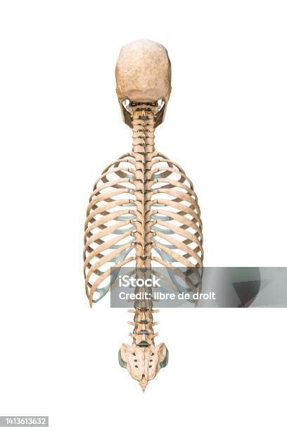 Accurate Posterior Or Back View Of Axial Bones Of Human Skeletal System