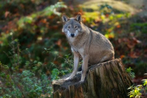 Why Is the Grey Wolf Still Endangered? - MyStart