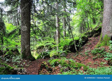 Italiano Forest Stock Photo Image Of Trekking Forest 42905536