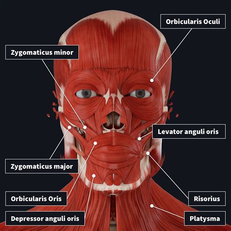 Anatomy Facial Muscle Nerve
