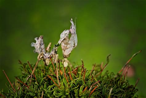 Bashful Flower Little Flower The Orchid Mantis Kathy Macpherson