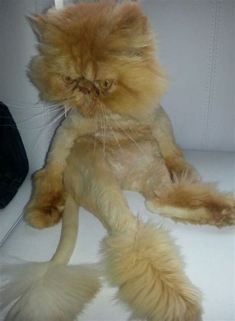 18 Awasome Persian Cat Hair Harmful To Humans For Mens Haircut