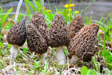 How To Find Morel Mushrooms Mushroom Site
