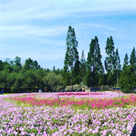 This park has several themed gardens which can be enjoyed just the best garden in cipanas, puncak. Terbaru 26+ Gambar Taman Bunga Nusantara Cipanas - Gambar ...