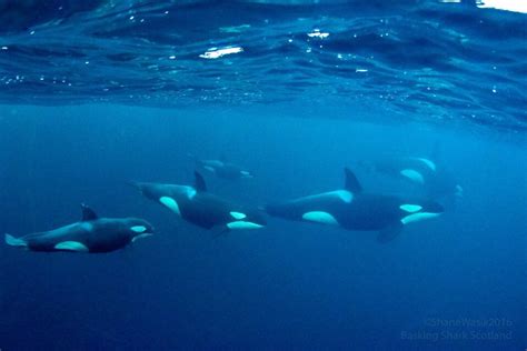 Swim Snorkel With Orca Killer Whales And Humpbacks In Norway