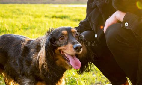The Dog Is Waiting For Its Owner Pet On A Walk In The Park Stock Photo