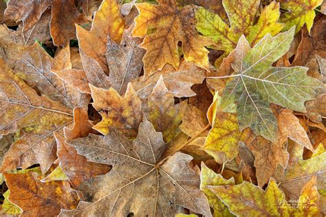 Bigleaf Maple Leaves In Shades Of Autumn Beauty Oregon Photography