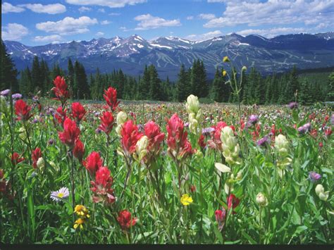 Wildflowers Above Breckenridge Colorado Photography By Steve Tohari