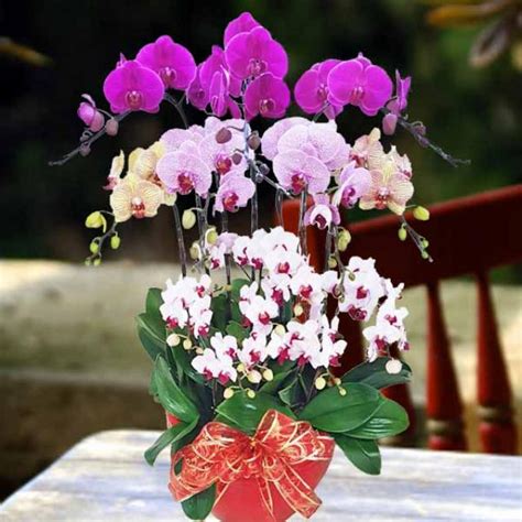Buy potted plants online singapore. Live Phalaenopsis Orchids Potted Plant
