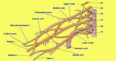 Brachial Plexus And Peripheral Nerve Injuries Center The Hand Surgery