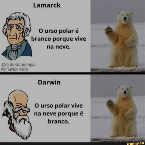 O Urso Polar Vive Na Neve Porque é Branco