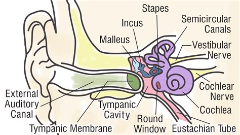 Structure And Functions Of The Ear Explicated With Diagrams Bodytomy