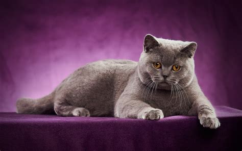 Download Wallpapers British Shorthair Cat Gray Cat Pet Cat Pets