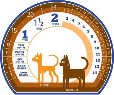 In brief, a one year old cat has the same maturity as a 15 year old human, a two year old cat has the same maturity as a 25 year old person, thereafter each the oldest recorded age for a cat is 34 years. Learn How to Convert Cat Years to Human Years | Cat | 2020