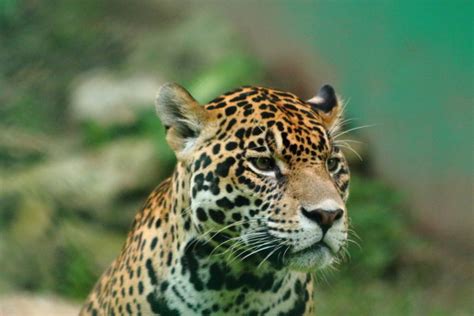 Jaguares En Peligro Un Estudio Revela Que Su Estado De Conservación Es