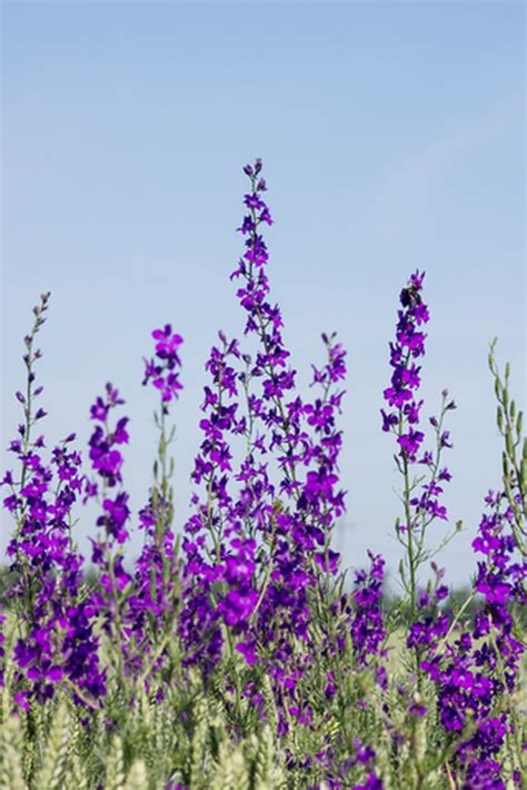 Larkspur Plant Is A Herb Plant That Has Been Used For Several Things