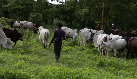 Centrafrique Les éleveurs Demandent La Sécurisation De Leurs Zones D