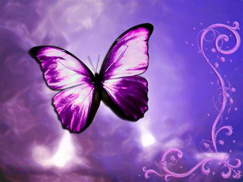 🔥 46 Purple Butterfly Desktop Wallpaper Wallpapersafari