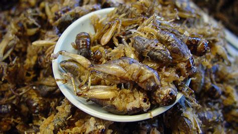 Insect Diet May Be The Solution For A Hungry World