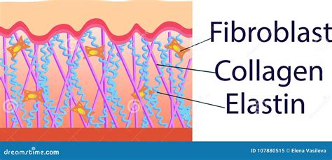 Vector Illustration Of Structure Cells With Collagen Elastin And