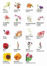Pictures of Pictures Of Different Kinds Of Flowers