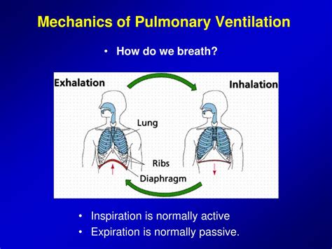 Ppt Pulmonary Ventilation Powerpoint Presentation Free Download Id