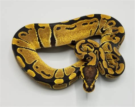 Het Clown 66 Het Vpi Axanthic 50 Het Desert Ghost Ball Python By