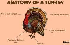 Anatomy Of A Turkey Yahoo Image Search Results Anatomy Anatomy And