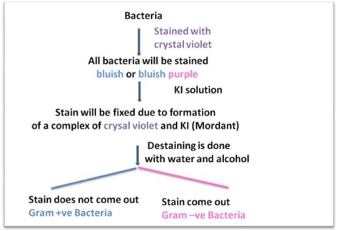 How Gram Stain Works Gram Staining Principle Step By Step Procedure With Explanation
