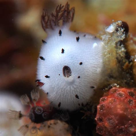 Sea Bunny Facts Cute Fluffy And Adorable Ocean Info