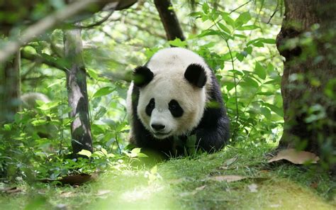 Download Wallpapers Panda In The Forest Little Cute Panda Cute Bear
