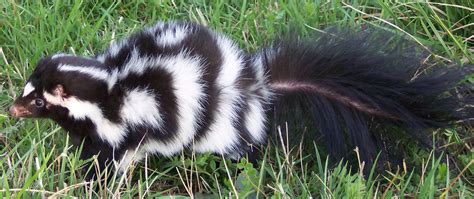 Eastern Spotted Skunk · Inaturalist