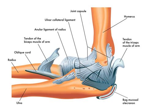 Tommy John Surgery Medial Collateral Or Ulnar Collateral Ligament Repair
