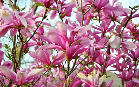 Pink Flowers Of Magnolia Wallpaper Widescreen Hd Resolution 2560x1600