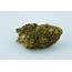 UK Cheese Strain Of Marijuana  Weed Cannabis Herb