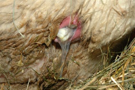 There are several causes of feline colitis, such as intestinal parasites, infection. Sheep: Birth of a Polled Dorset Lamb